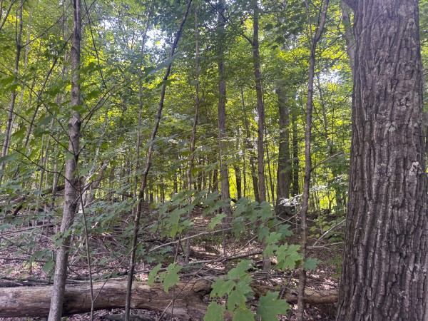Tract 13 at Skyline Acres property photo