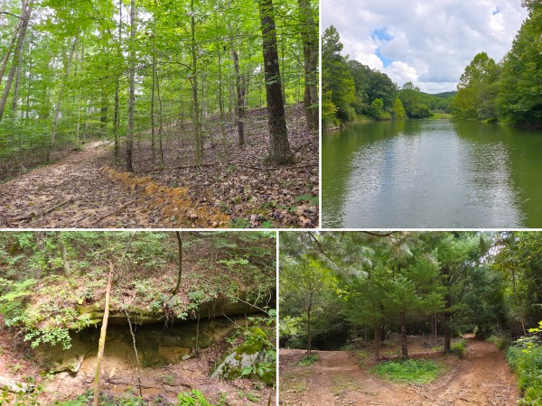 More of The Woods at Scenic Lake