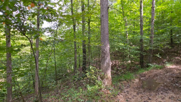 The Woods at Scenic Lake property photo