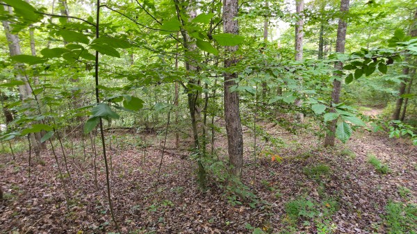 The Woods at Scenic Lake property photo