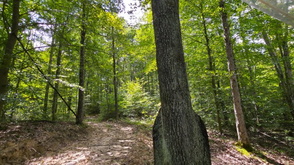 The Woods at Scenic Lake property photo
