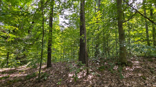 The Woods at Scenic Lake property photo