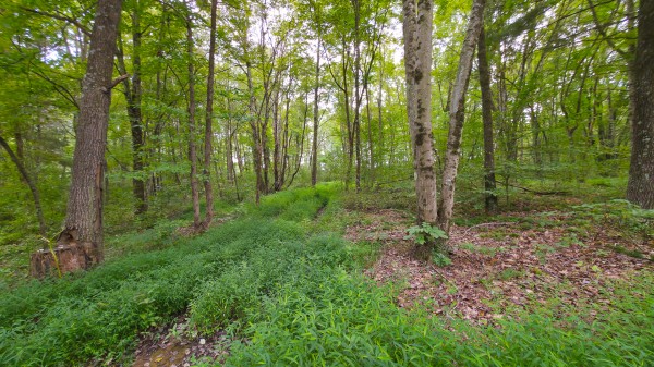 The Woods at Scenic Lake property photo
