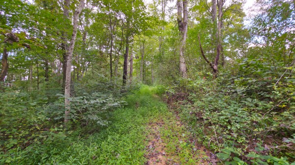 The Woods at Scenic Lake property photo
