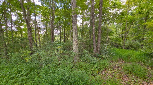 The Woods at Scenic Lake property photo