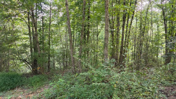 Lot 10 at Scenic Trails property photo