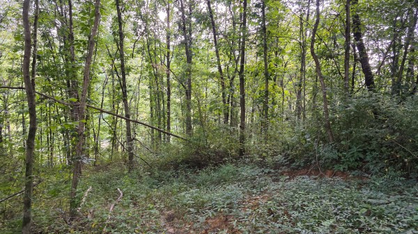 Lot 10 at Scenic Trails property photo