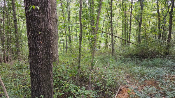 Lot 10 at Scenic Trails property photo