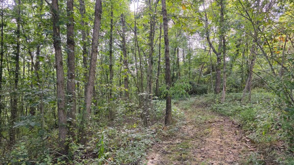 More of Lot 10 at Scenic Trails