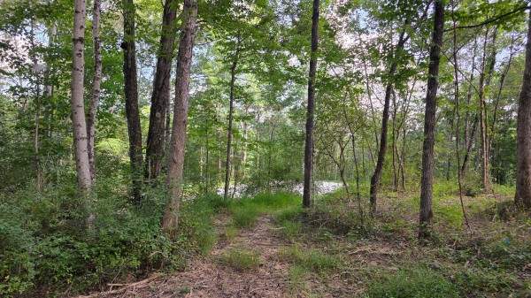 More of Lot 10 at Scenic Trails