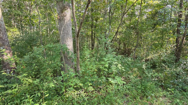 Lot 7 at Scenic Trails property photo