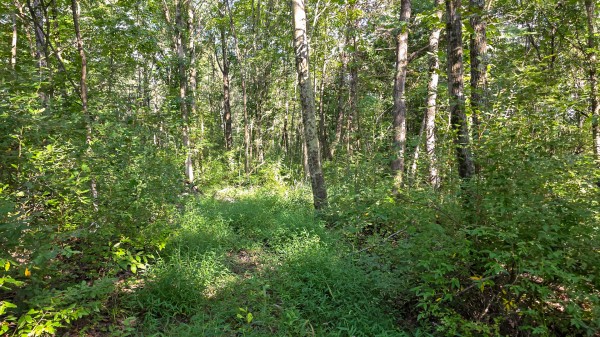 Lot 7 at Scenic Trails property photo