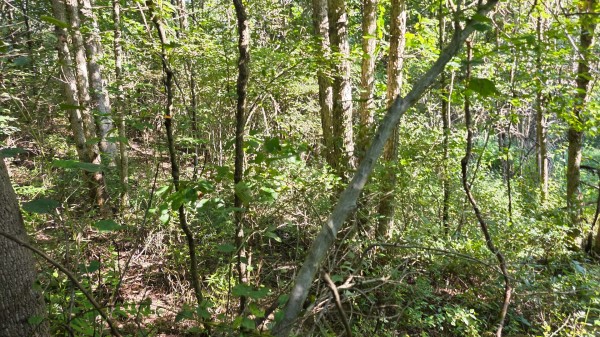 Lot 7 at Scenic Trails property photo