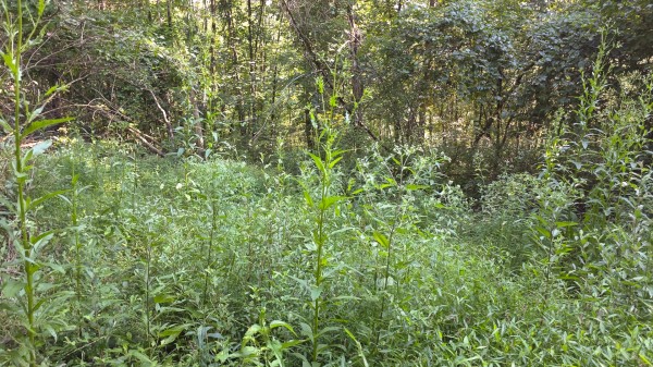 Lot 7 at Scenic Trails property photo
