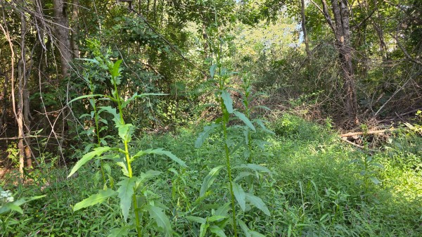 Lot 7 at Scenic Trails property photo