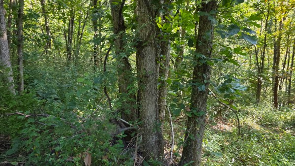 Lot 7 at Scenic Trails property photo