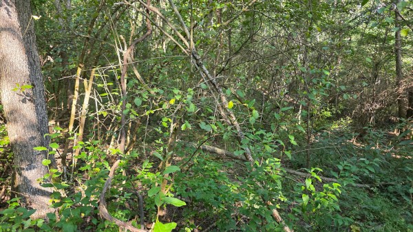 Lot 8 at Scenic Trails property photo