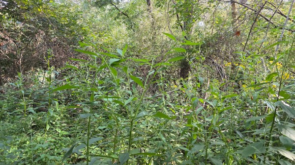 Lot 8 at Scenic Trails property photo