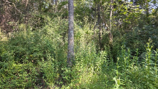 Lot 8 at Scenic Trails property photo