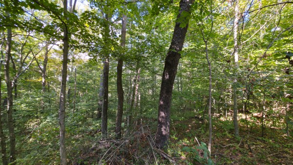 Overlook Cabin at Big Timber Ridge property photo