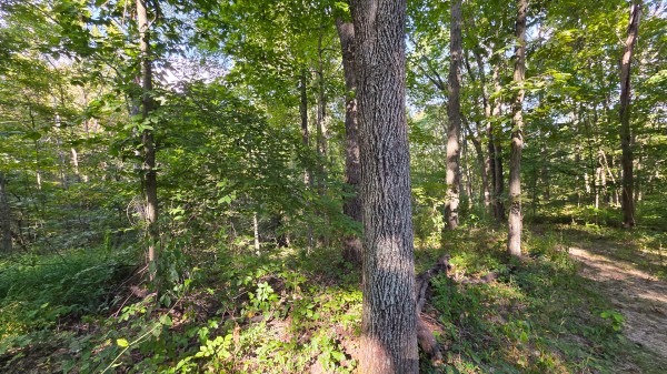 Overlook Cabin at Big Timber Ridge property photo