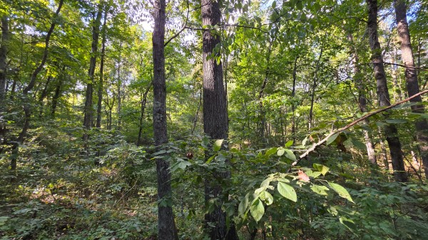 Overlook Cabin at Big Timber Ridge property photo
