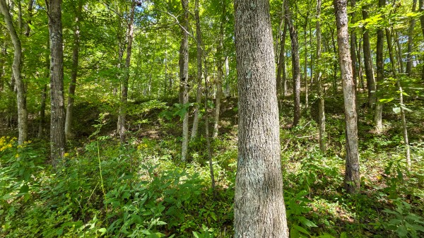 Tract A – Hocking Hideout on Monday Creek property photo