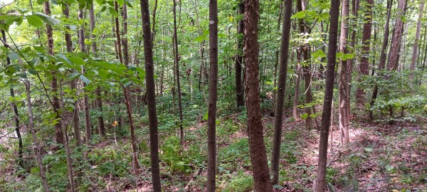 Valley-View Cabin property photo