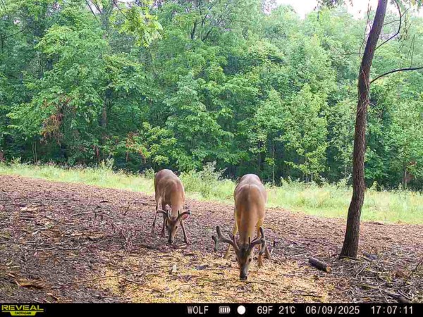 Tract 7 at Wolf Hill Estates property photo