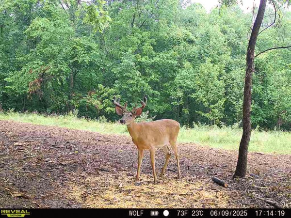 Tract 6 at Wolf Hill Estates property photo