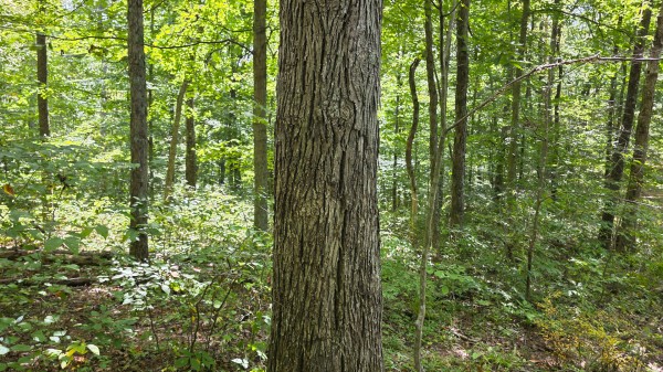 Tract B – Hocking Hideout on Monday Creek property photo