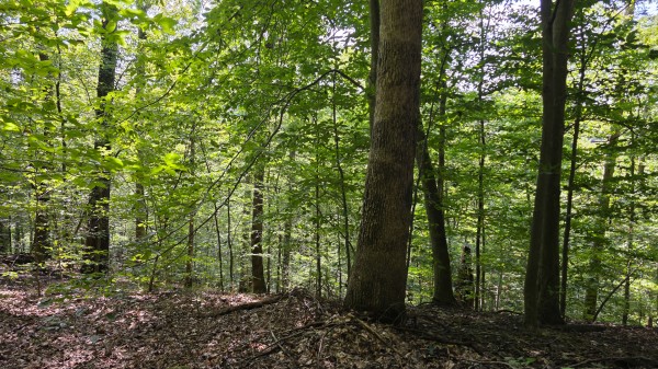 Tract D – Hocking Hideout on Monday Creek property photo
