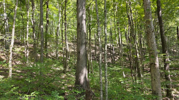 Tract D – Hocking Hideout on Monday Creek property photo