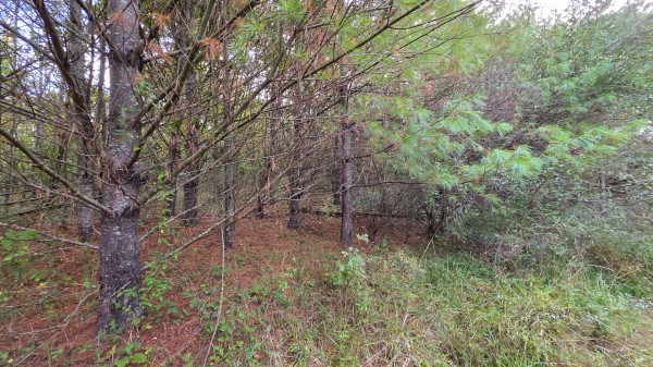 Lot 2 at Scenic Trails property photo
