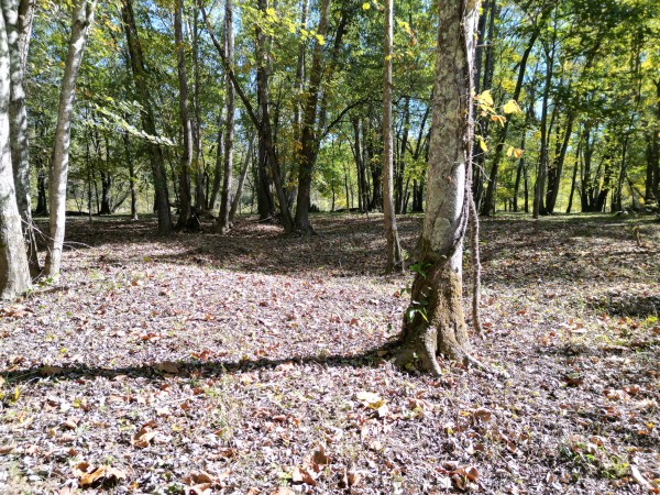 More of Racoon Creek Adventures