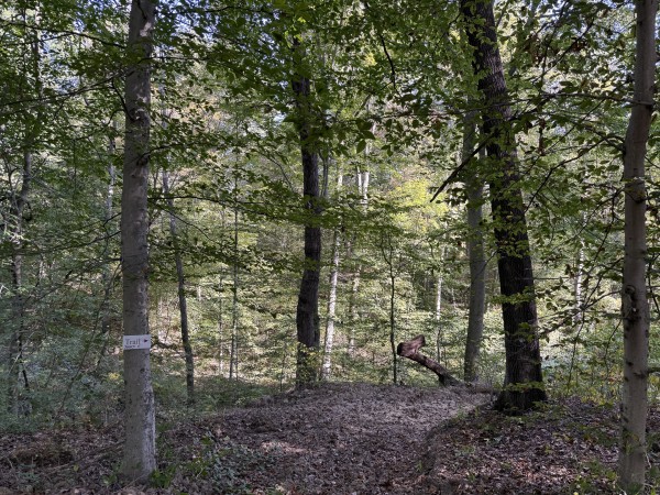 More of Tract 5 at Wolf Hill Estates