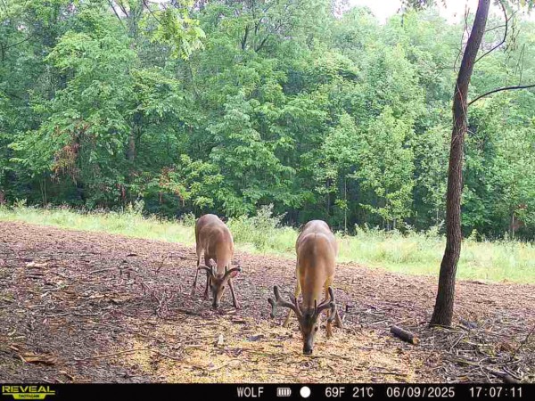 More of Tract 5 at Wolf Hill Estates