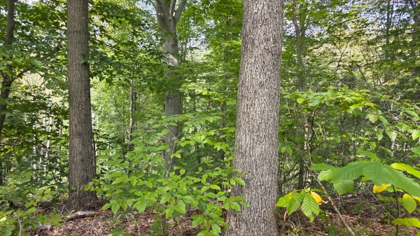 Tract C – Hocking Hideout on Monday Creek property photo