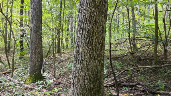 Tract C – Hocking Hideout on Monday Creek property photo