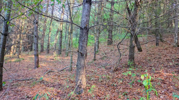 Lot 3 at Scenic Trails property photo