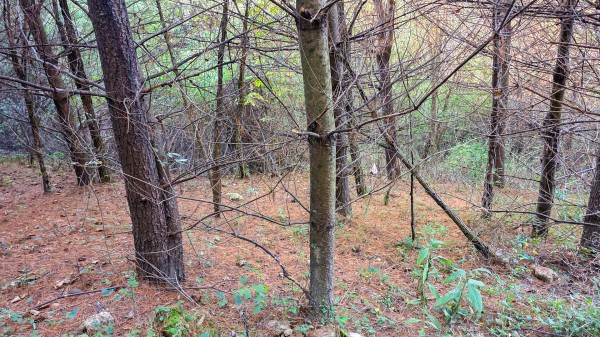 Lot 3 at Scenic Trails property photo