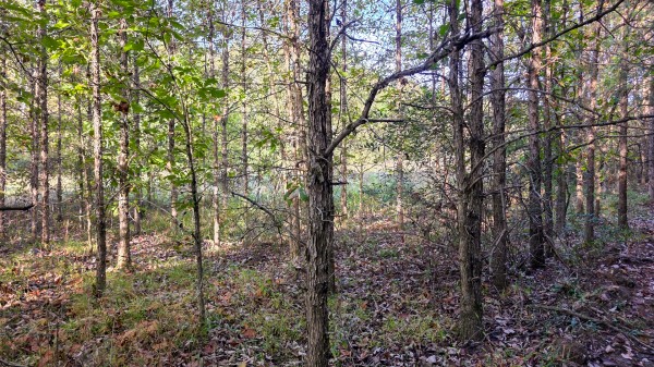 Lot 3 at Scenic Trails property photo