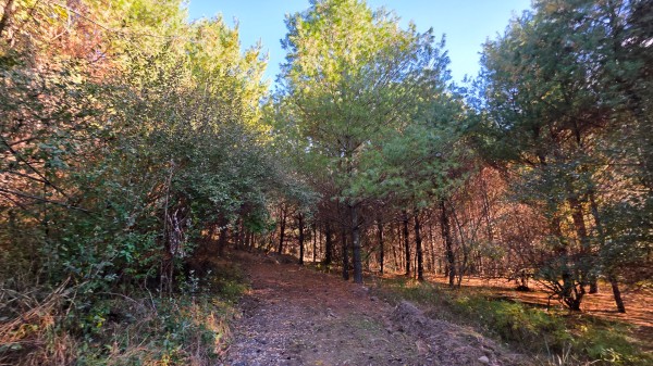 Lot 4 at Scenic Trails property photo