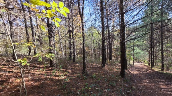 Lot 4 at Scenic Trails property photo