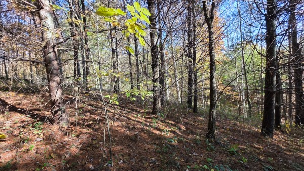 Lot 4 at Scenic Trails property photo