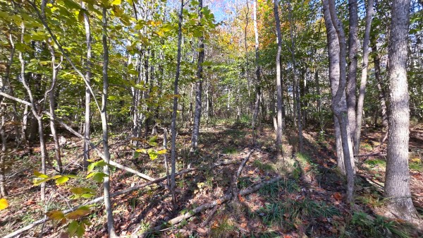Lot 5 at Scenic Trails property photo