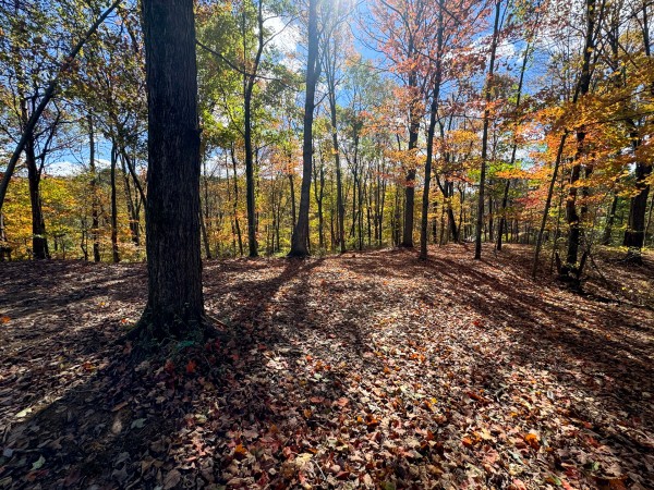 More of Tract 8 at Shawnee Woods
