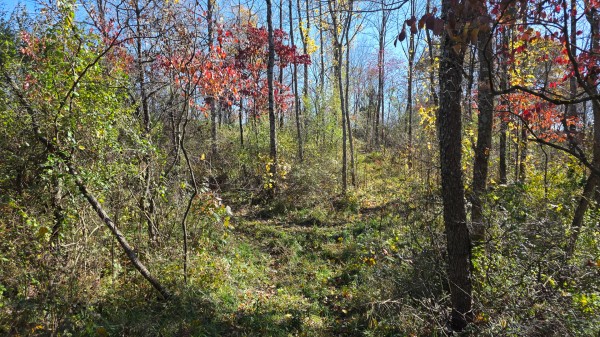 Tract 7 at Shawnee Woods property photo