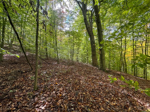 Tract 6 at Shawnee Woods property photo