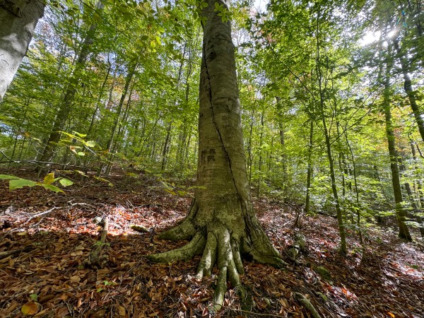 Tract 6 at Shawnee Woods property photo